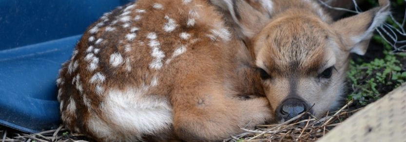 deer fawn lying down on ground