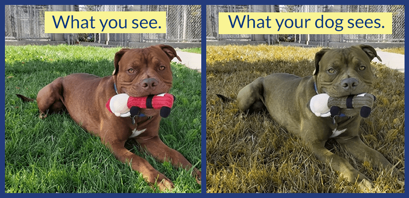 are-dogs-colour-blind-how-dogs-see-colour-bc-spca