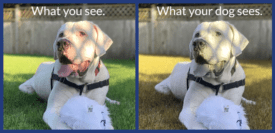 How your dog sees colour - BC SPCA