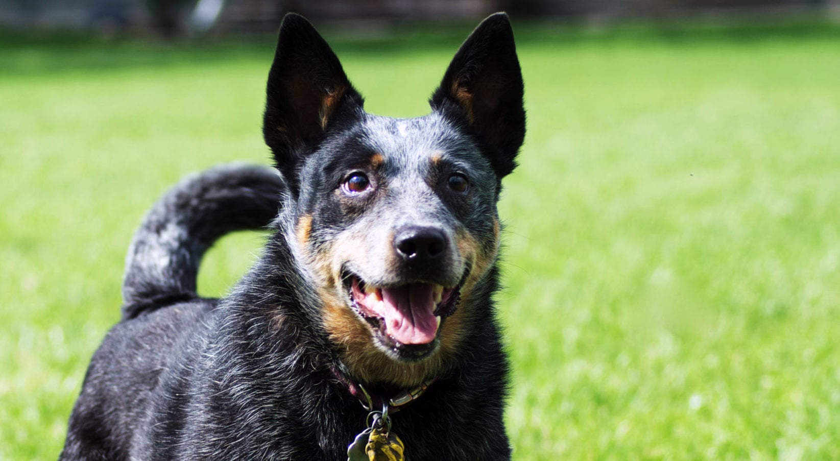 BC SPCA warns Chilliwack dog owners about suspected toxic substances in