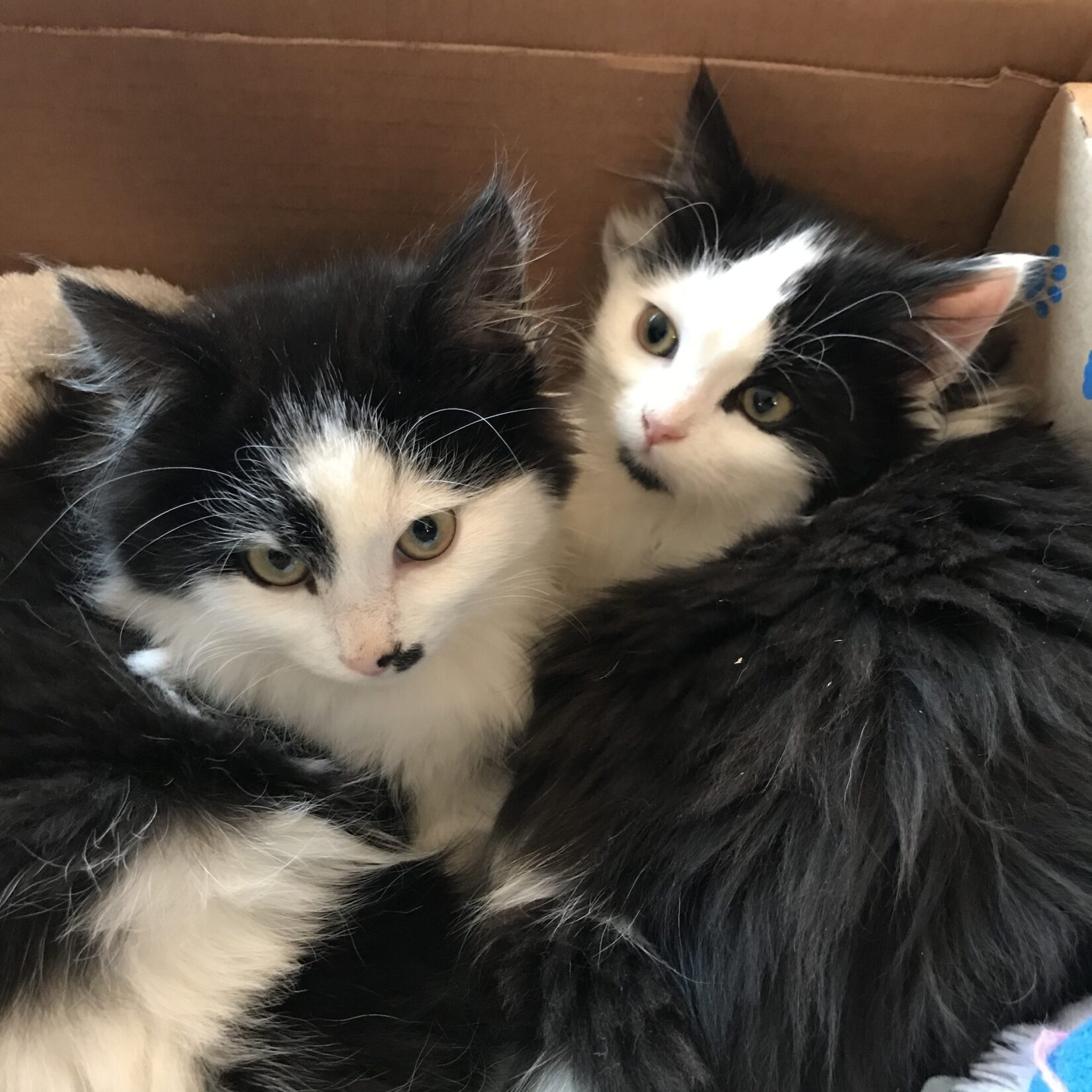 Ollie + Ozie makes 4 for their new family - BC SPCA