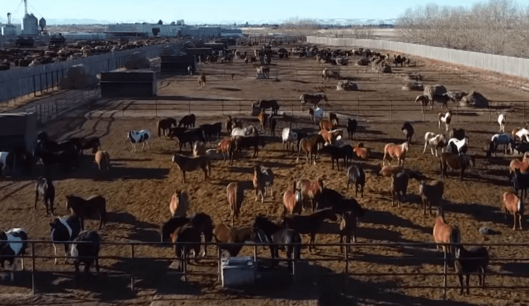 Raising and handling horses in Canada