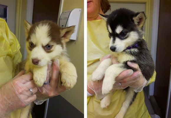 Two of the husky puppies surrendered