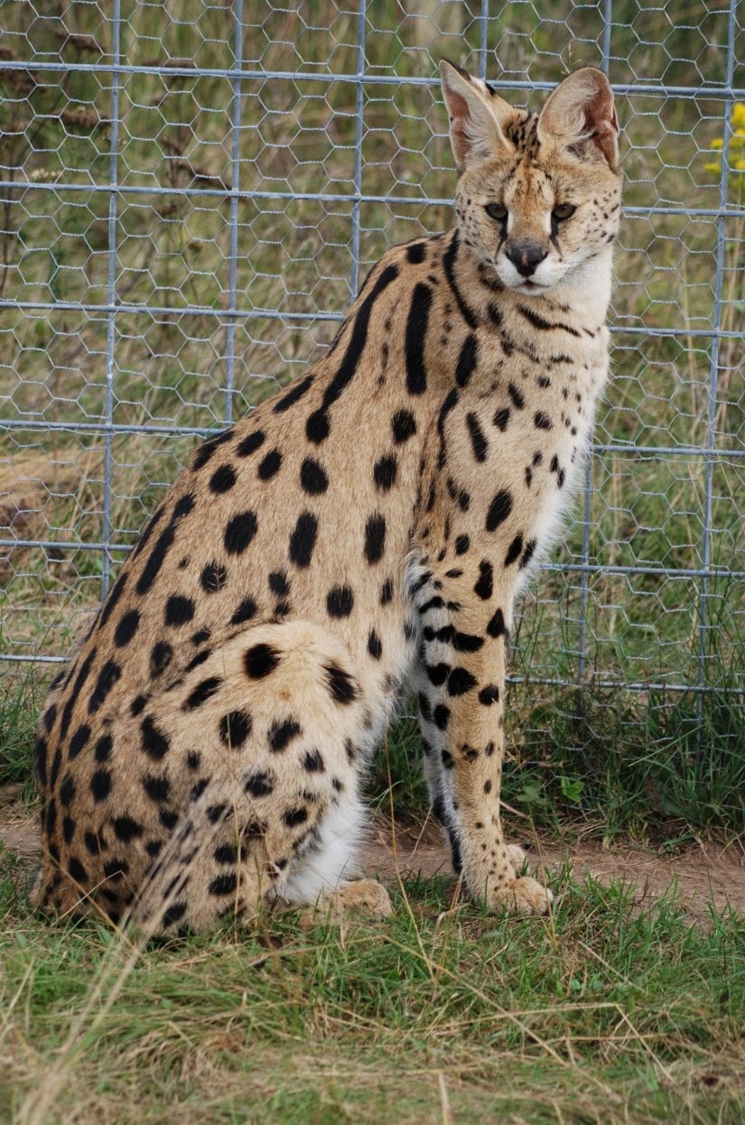 Do serval cats make good house pets? - BC SPCA