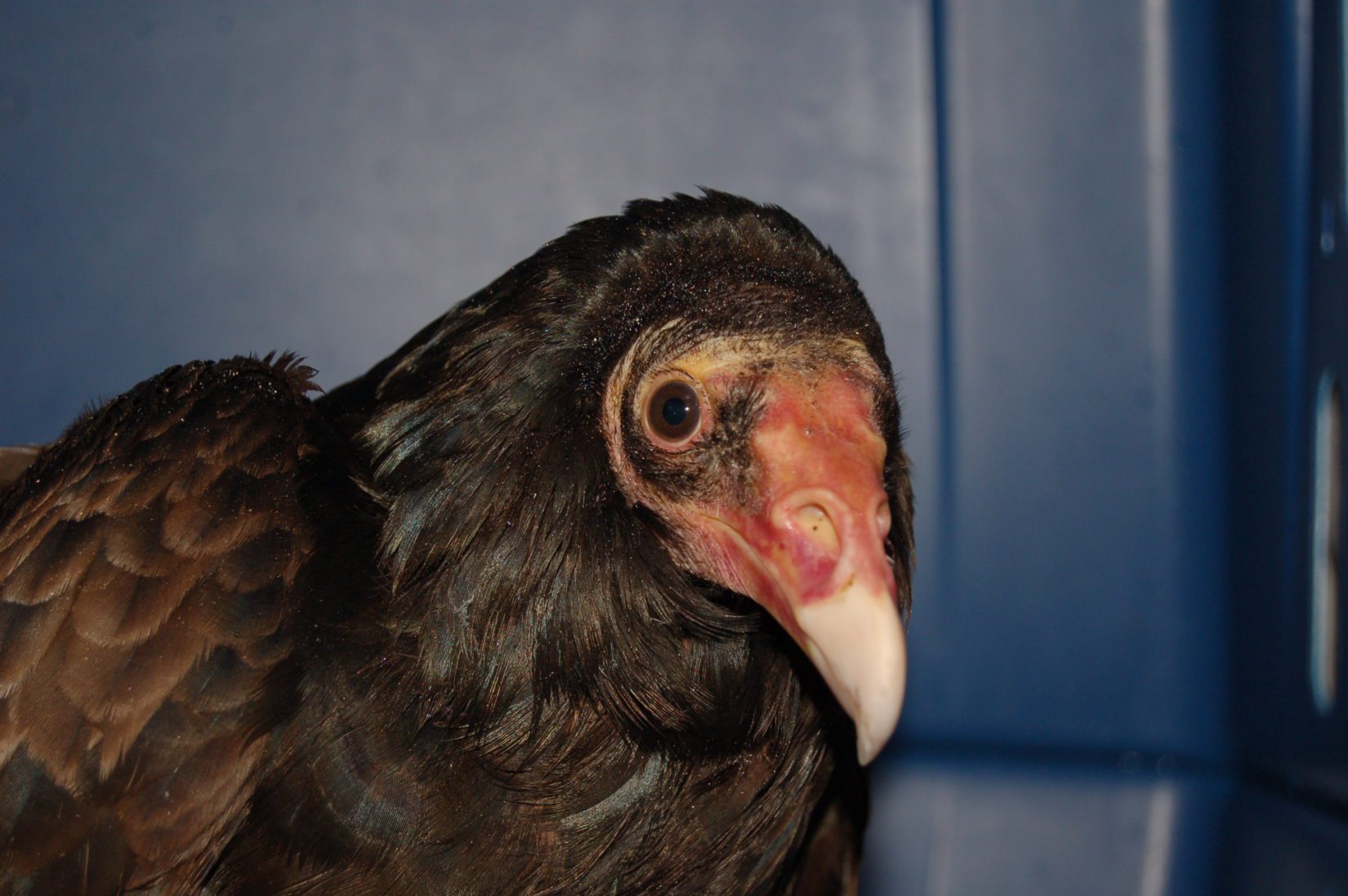 Snowy turkey vulture rescue and release BC SPCA