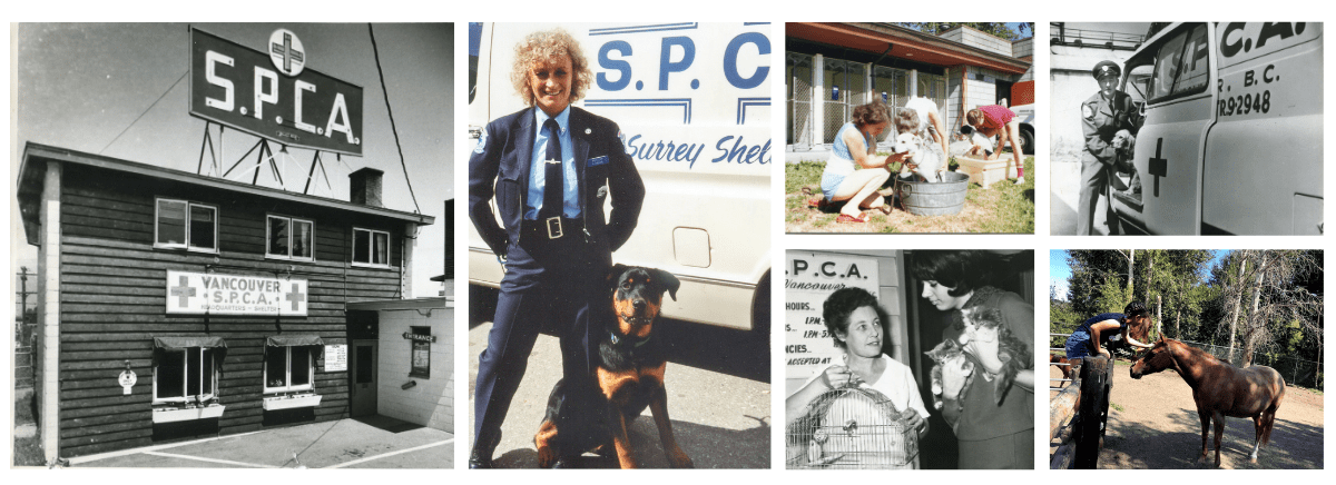 Spca 125th Anniversary Spca