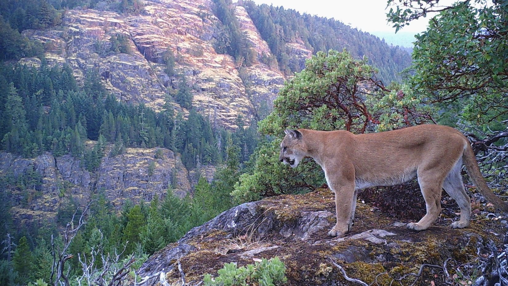 Puma deals victoria bc