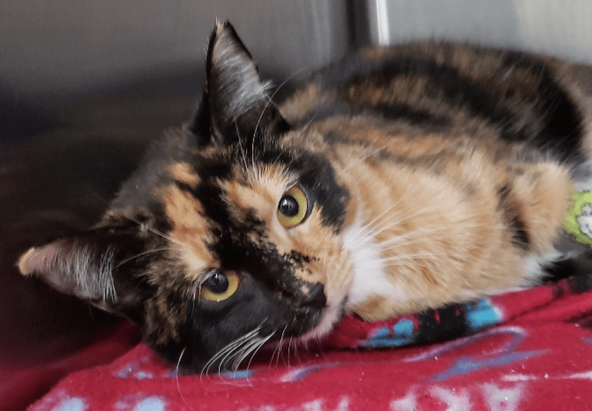 Chilliwack BC SPCA Branch