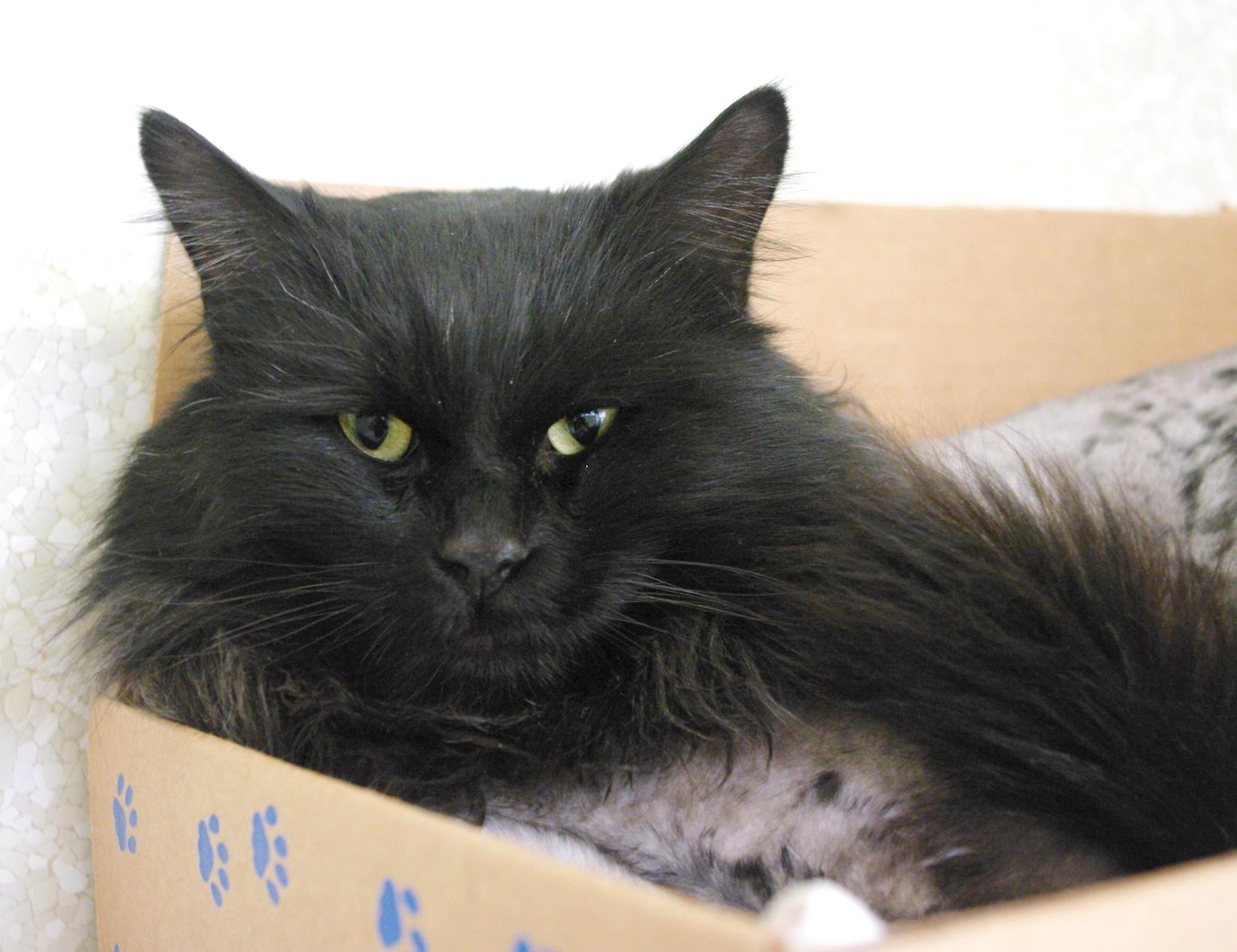 Sam Bc Spca