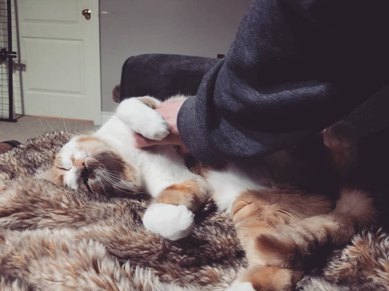 Kelowna BC SPCA Branch