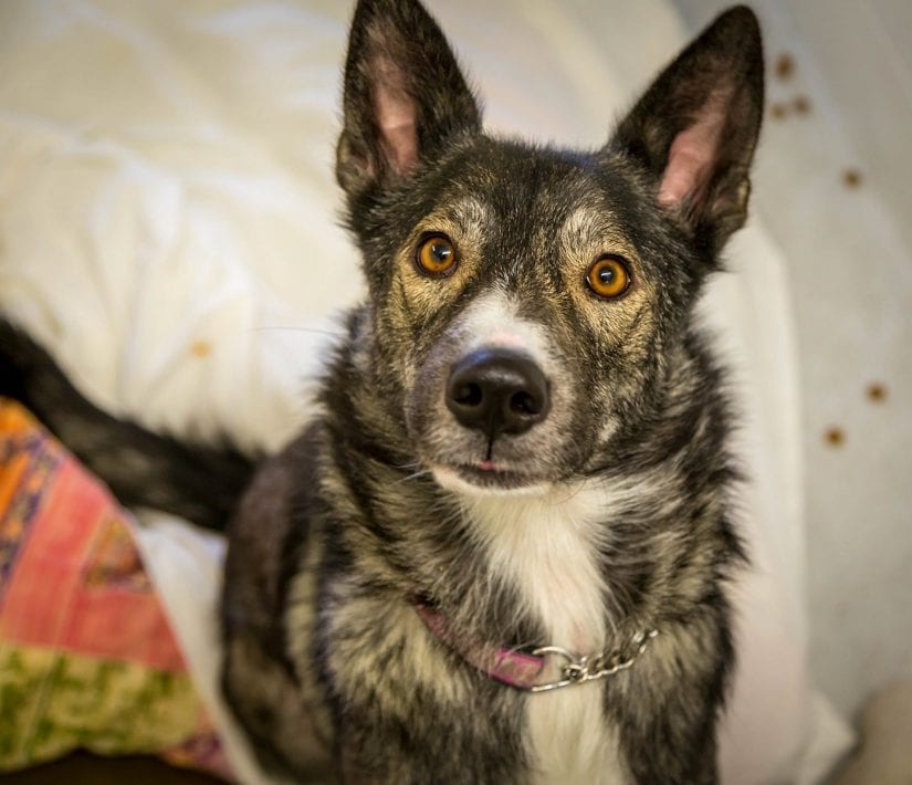 Freddie | BC SPCA
