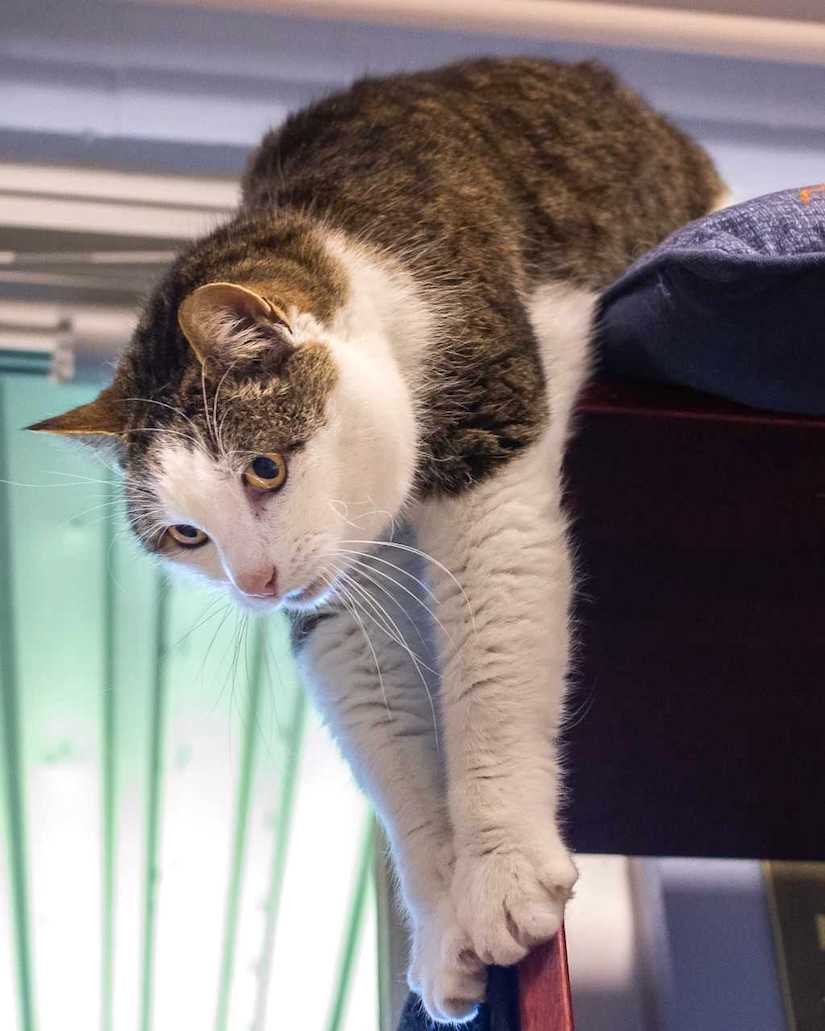 Nanaimo & District BC SPCA Branch