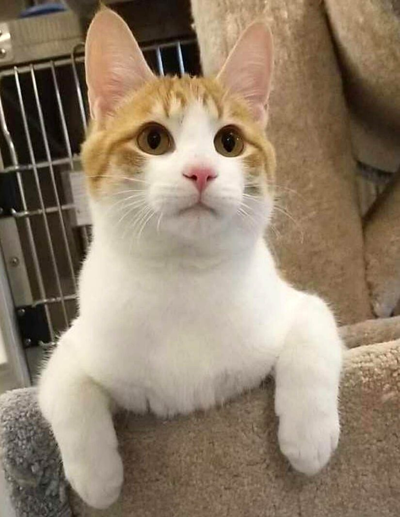 Quesnel District BC SPCA Branch