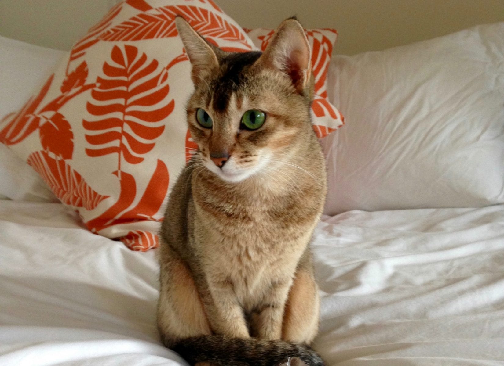 Abyssinian cat hot sale adoption