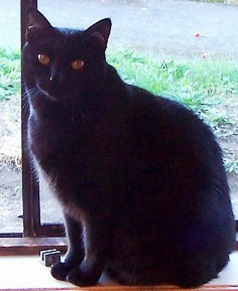 Victoria BC SPCA Branch