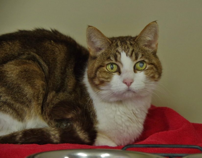 Victoria BC SPCA Branch