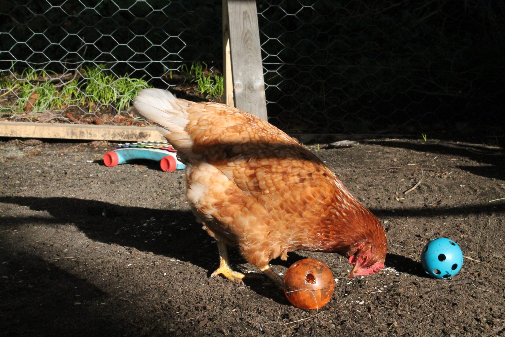 3 ways to enrich the lives of backyard chickens BC SPCA