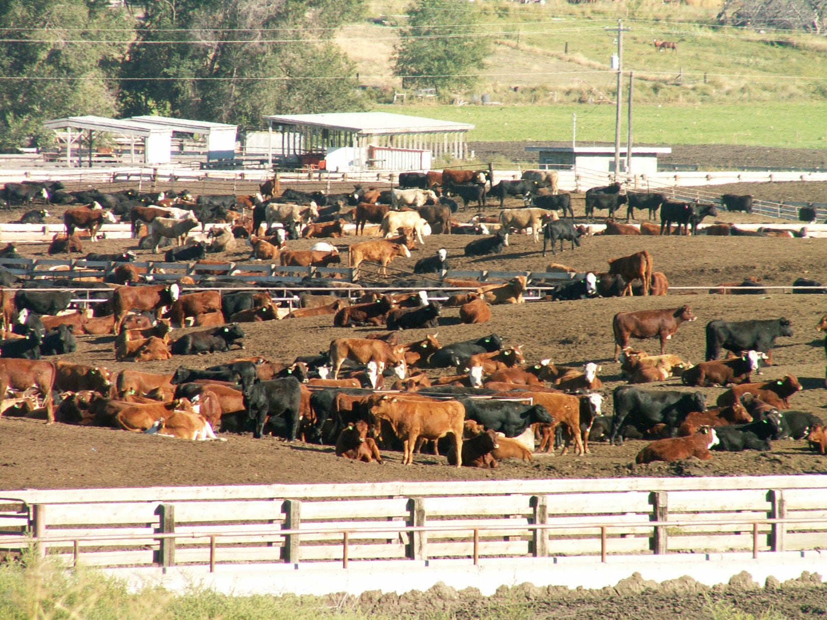 Beef cattle production in Canada