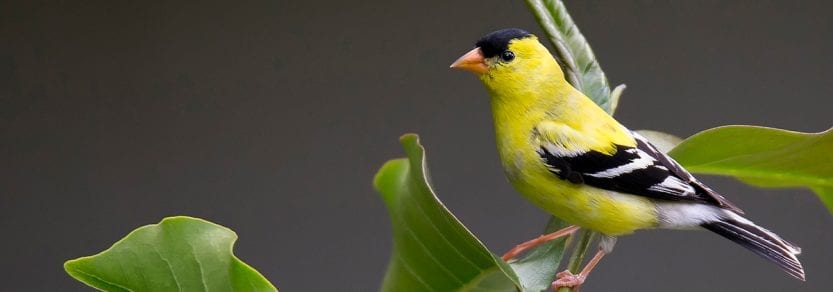 Wild american goldfinch on plant stem