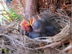 Group of wild bird chicks in nest with mouths open chirping