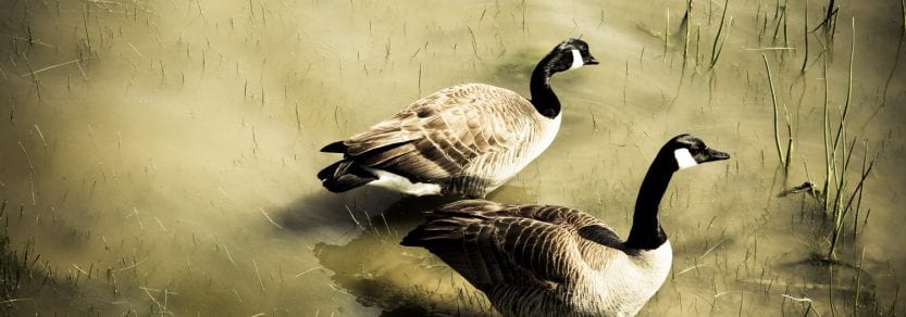 Two wild geese in murky muddy water