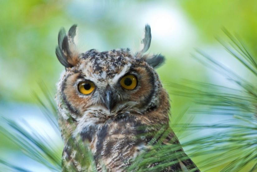 Close up eye contact shot of wild great horned owl