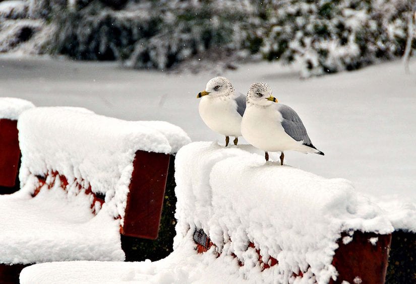 Two wild sea gulls in the snow standing on top of benches