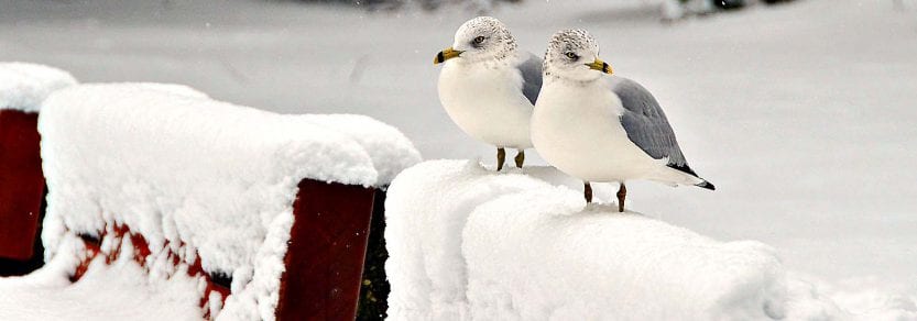 Two wild sea gulls in the snow standing on top of benches