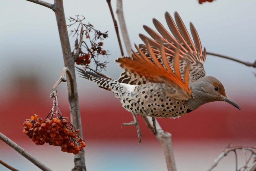 Cat best sale caught bird