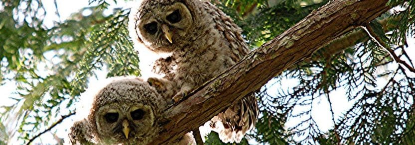 Wild owls on branch of tree looking down