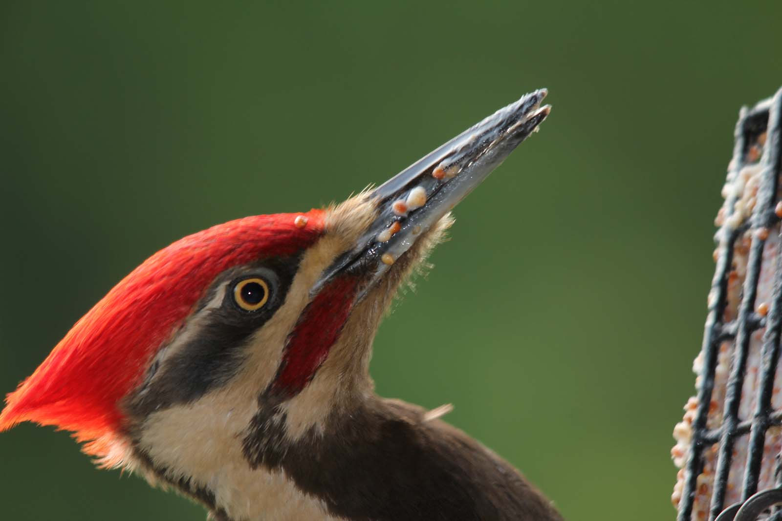 is-it-bad-to-feed-birds-bc-spca