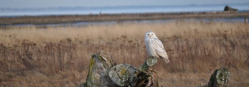 Wild snowy owl near water sitting on log