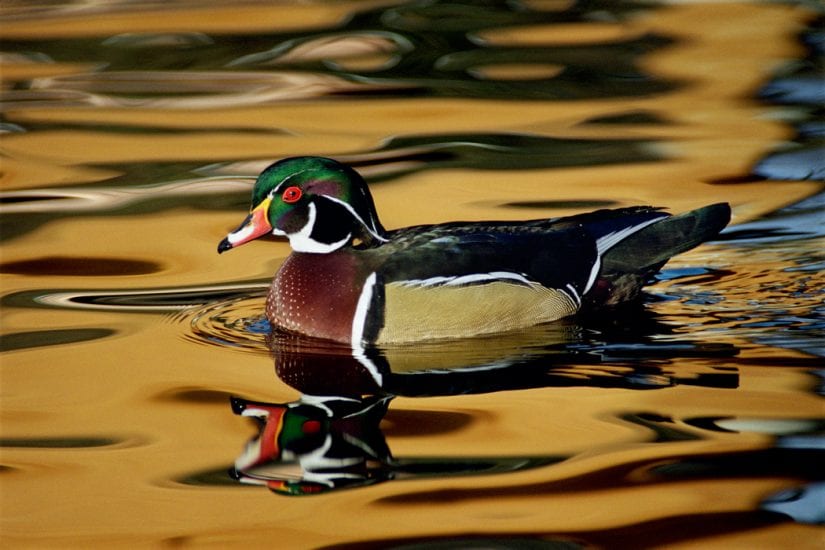 Wild wood duck bird swimming with reflection orange sky
