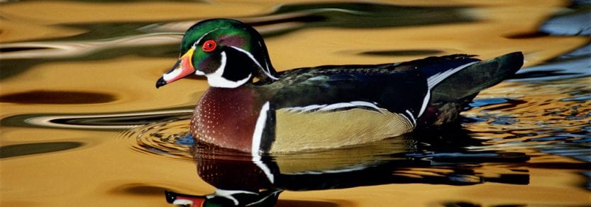 Wild wood duck bird swimming with reflection orange sky