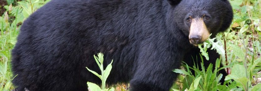 Wild black bear eating plants in forest