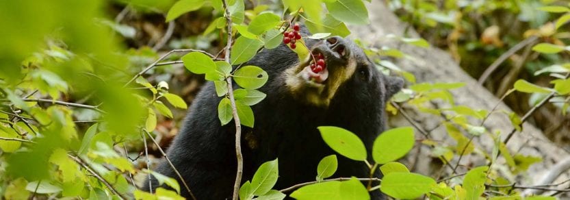 Wild black bear eating red berries off branch