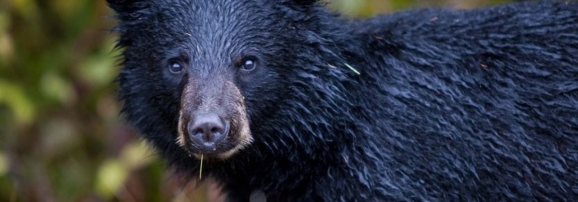 Young wild black bear wet from water eating grass