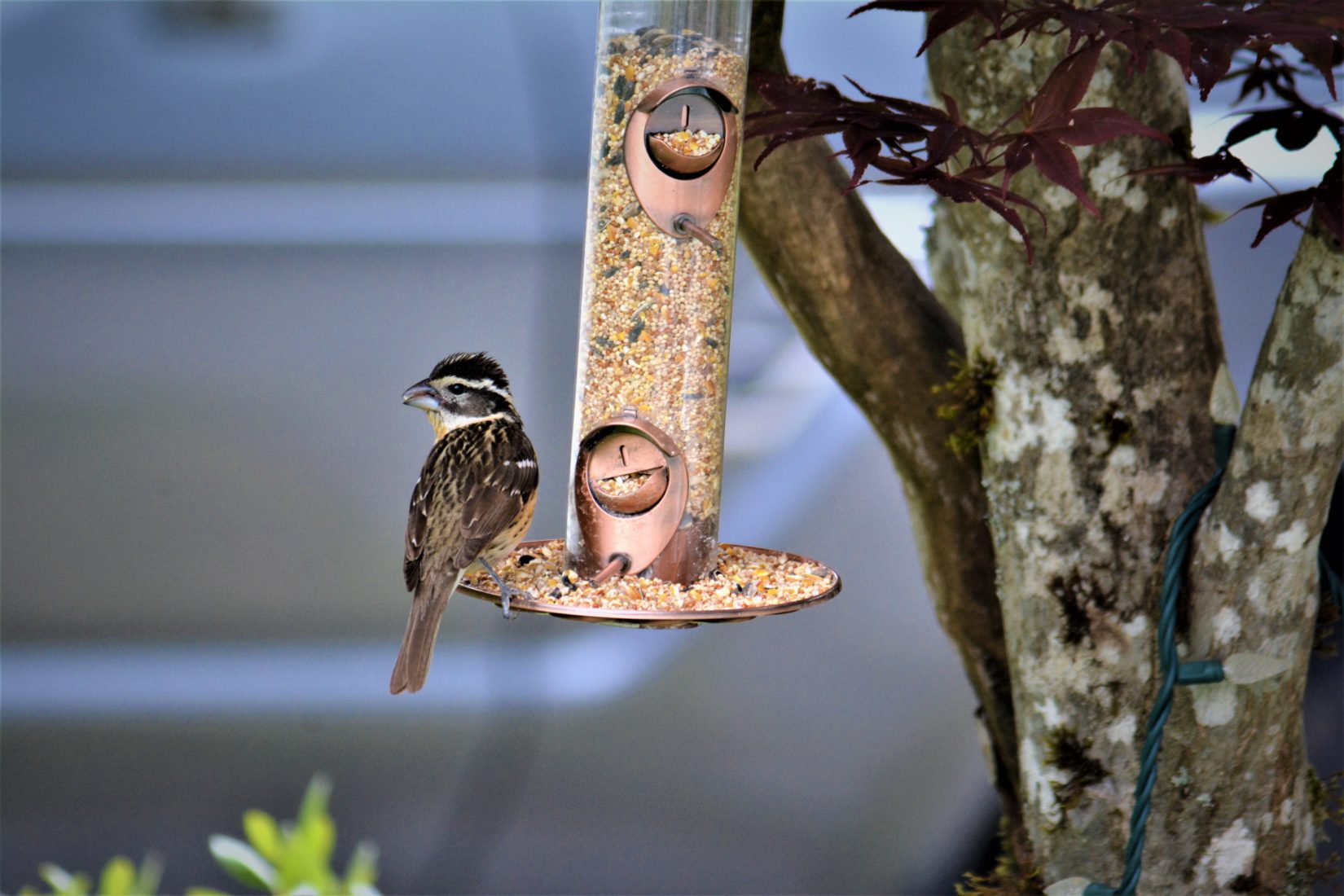 Grosbeak bird sits at bottom of bird feeder