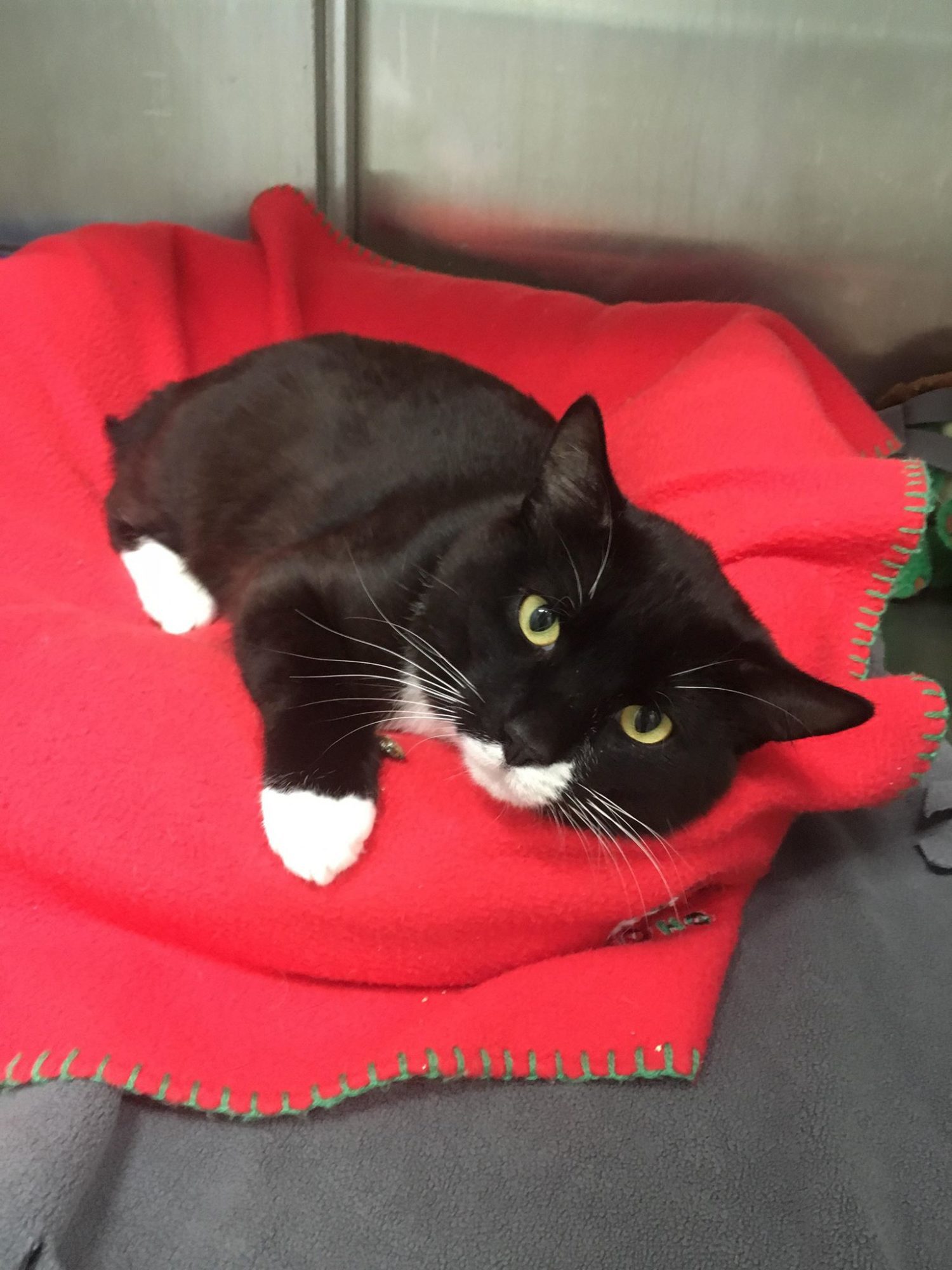 Quiet and sweet Jo needs help healing BC SPCA