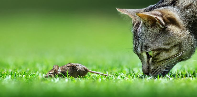 Are cats necessary for rodent control? - BC SPCA