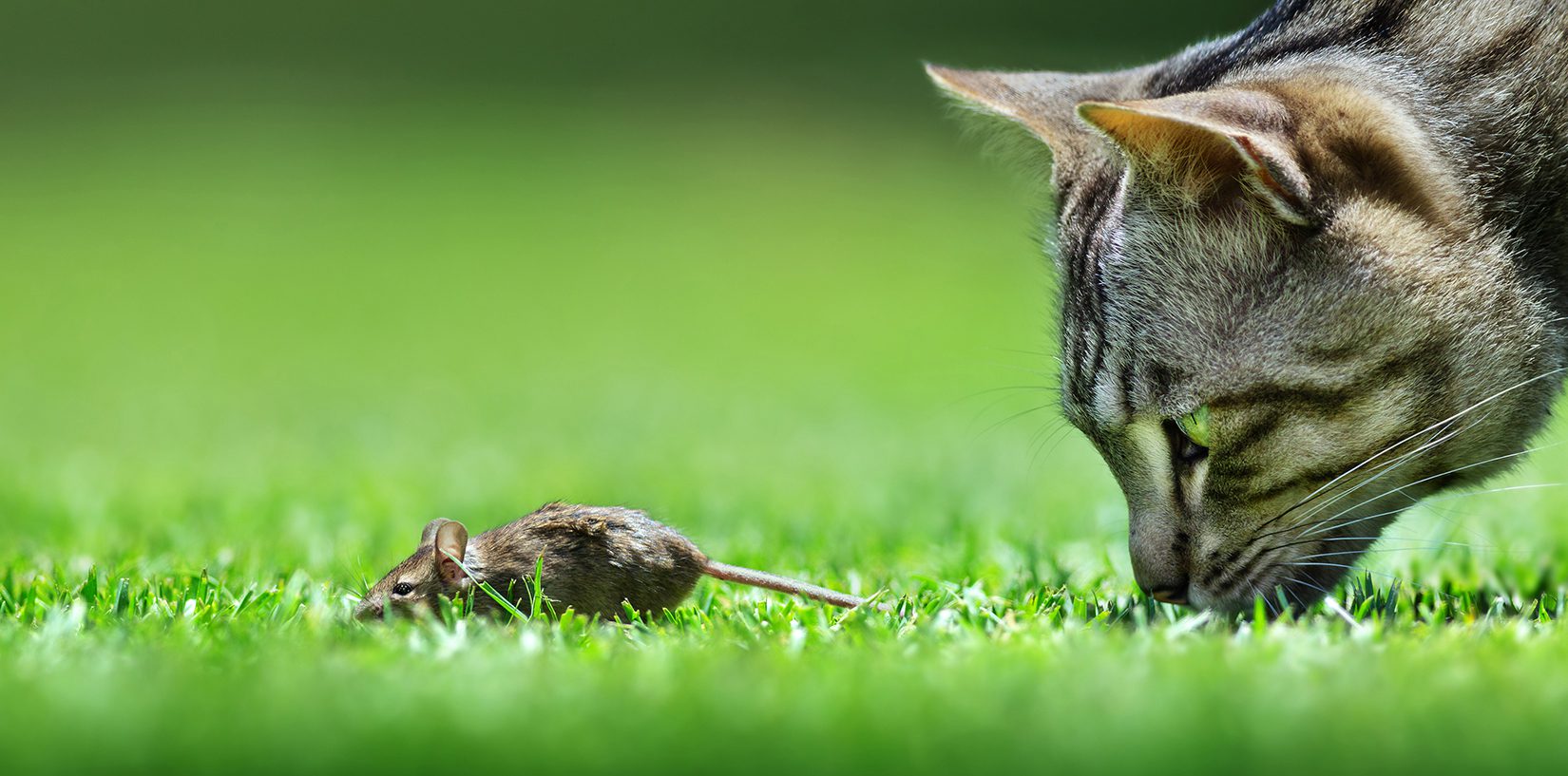 Are Cats Necessary For Rodent Control BC SPCA