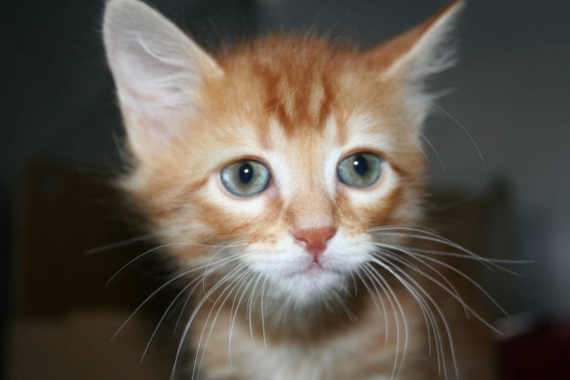 Bc Spca Power To Enforce Animal Cruelty Laws