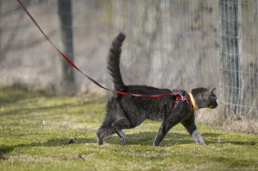 walking a cat on a leash