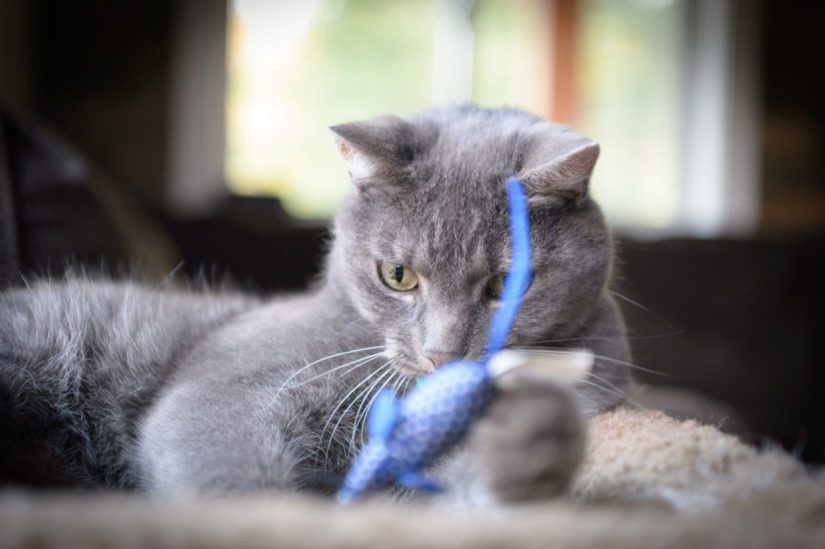 Cat playing with toy on perch