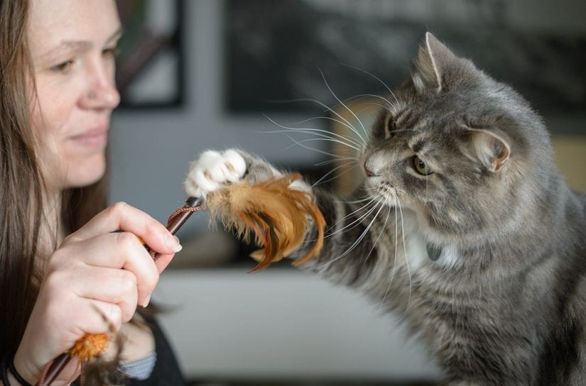 cat enrichment toys