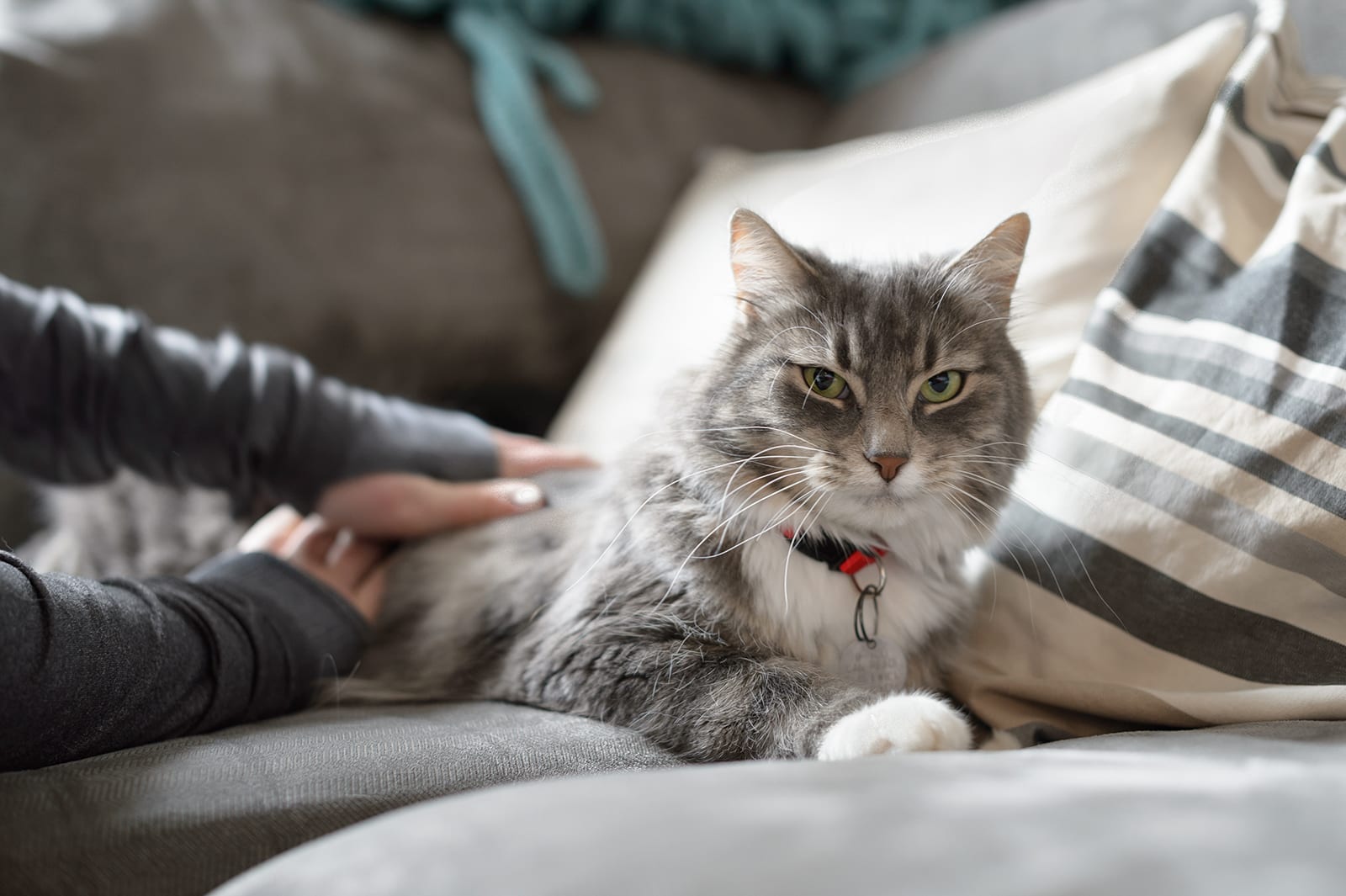 How long to wait to store introduce cats