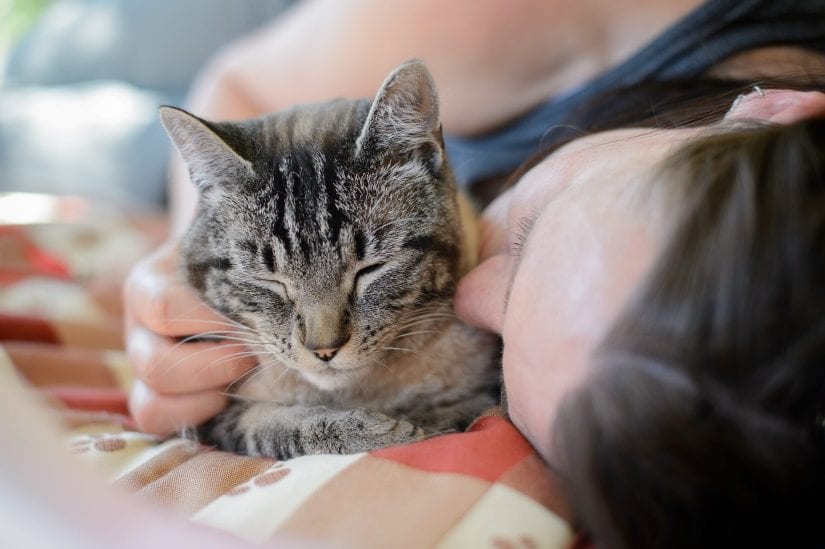 introducing one cat to another