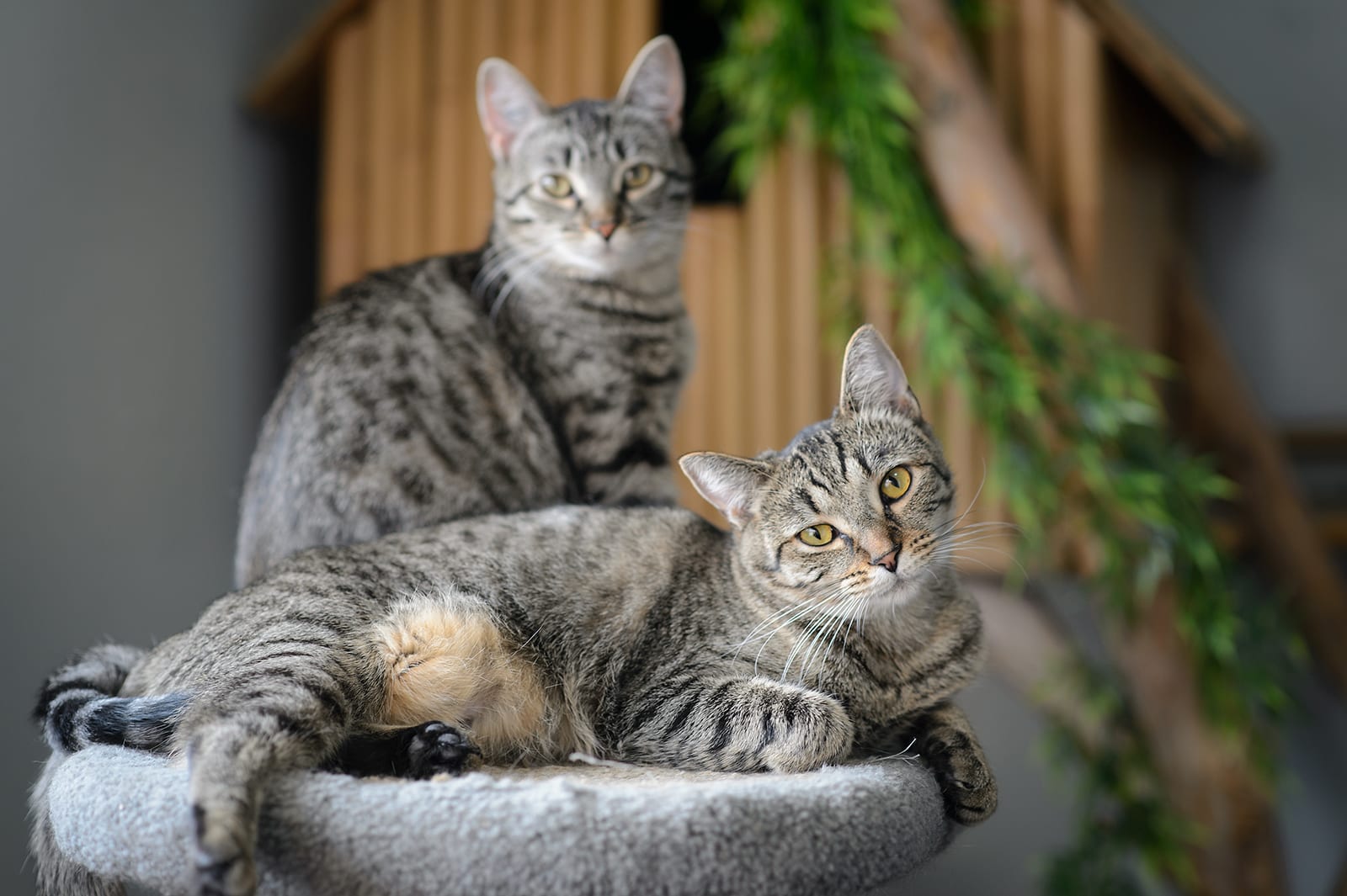 introducing young cat to older cat