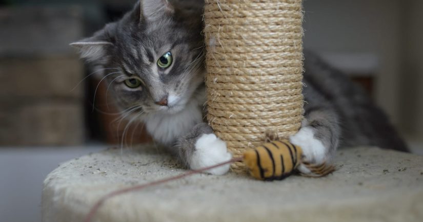 Why Cats Scratch And How To Save Your Furniture Bc Spca Why Cats Scratch And How To Save Your, How To Save Furniture From Cats