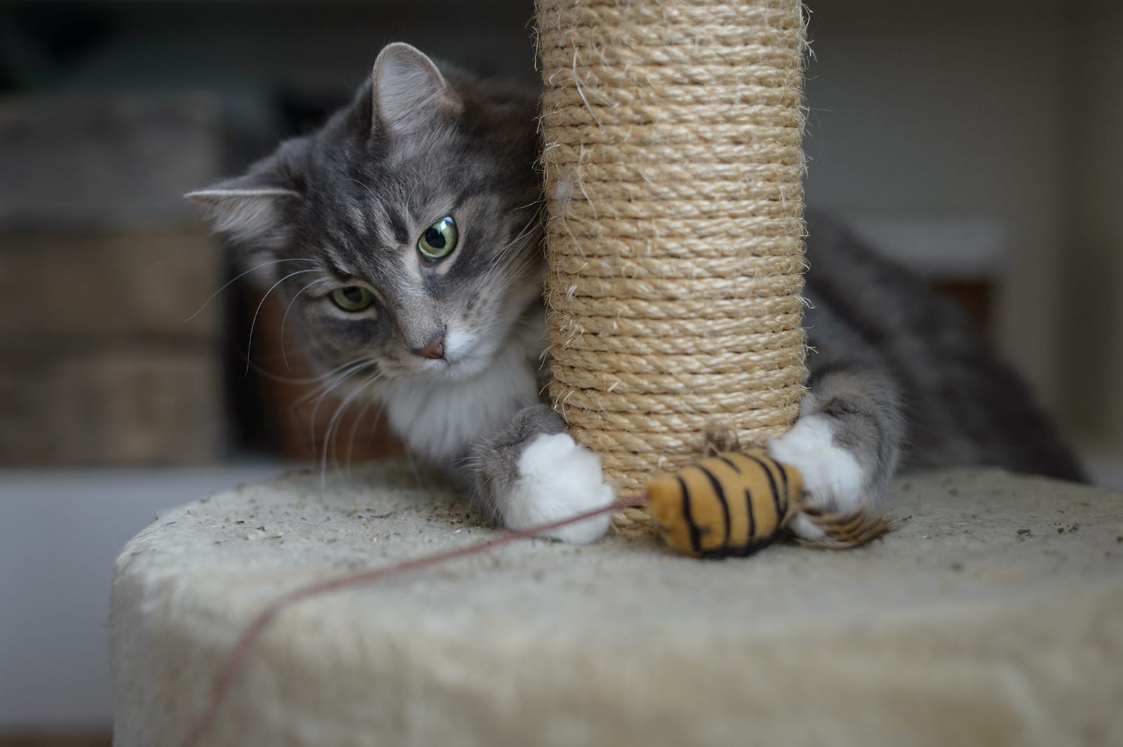 Turning outdoor cat into hotsell indoor cat